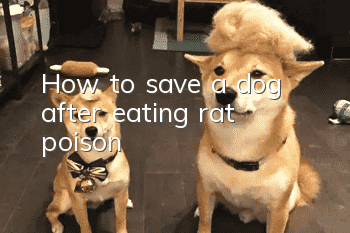 How to save a dog after eating rat poison?