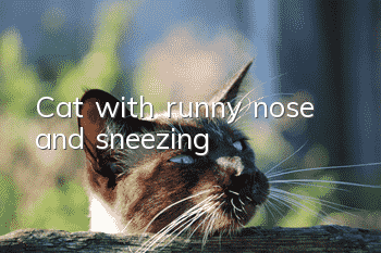 Cat with runny nose and sneezing