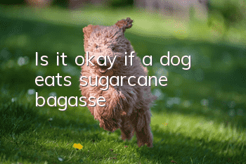 Is it okay if a dog eats sugarcane bagasse?