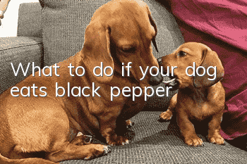 What to do if your dog eats black pepper