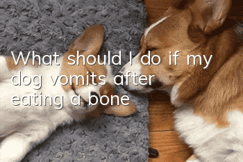 What should I do if my dog vomits after eating a bone?
