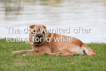 The dog vomited after eating for a while