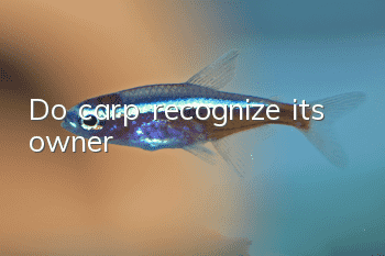 Do carp recognize its owner?