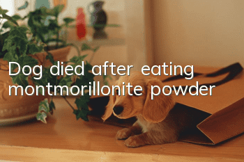 Dog died after eating montmorillonite powder
