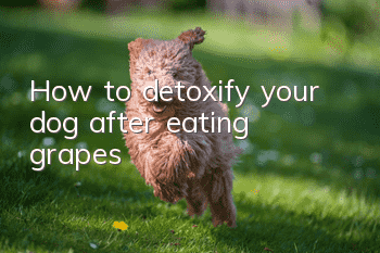 How to detoxify your dog after eating grapes