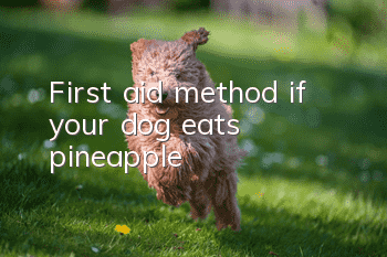 First aid method if your dog eats pineapple