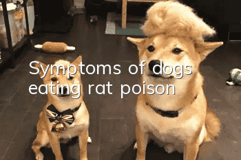 Symptoms of dogs eating rat poison