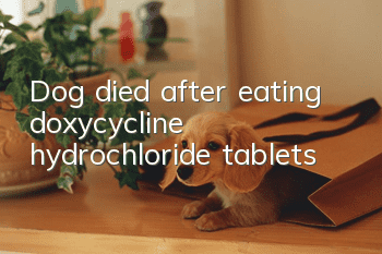 Dog died after eating doxycycline hydrochloride tablets