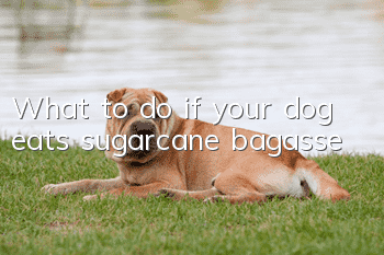 What to do if your dog eats sugarcane bagasse