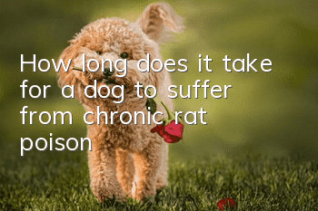 How long does it take for a dog to suffer from chronic rat poison?