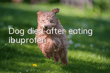 Dog died after eating ibuprofen