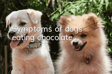 Symptoms of dogs eating chocolate