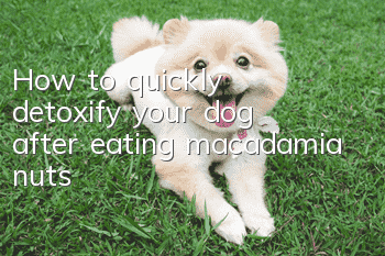 How to quickly detoxify your dog after eating macadamia nuts