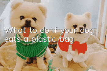 What to do if your dog eats a plastic bag