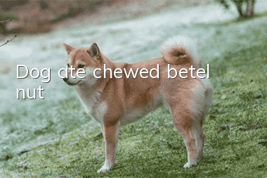 Dog ate chewed betel nut