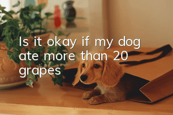 Is it okay if my dog ate more than 20 grapes?