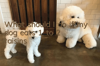What should I do if my dog eats 1 to 2 raisins?