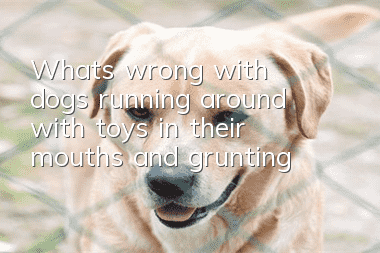 What's wrong with dogs running around with toys in their mouths and grunting?