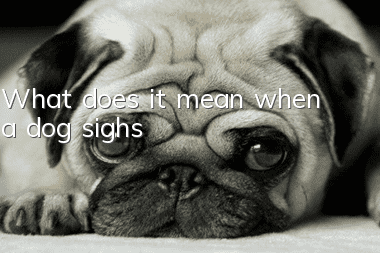 What does it mean when a dog sighs?
