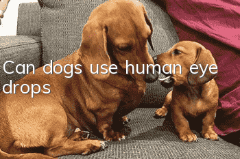 Can dogs use human eye drops?