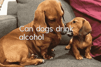 Can dogs drink alcohol?