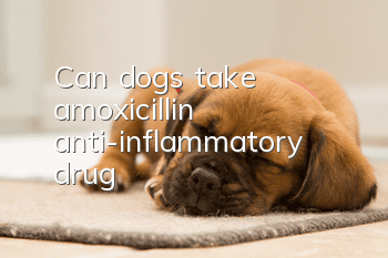 Can dogs take amoxicillin anti-inflammatory drug?