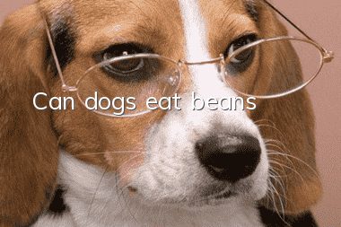 Can dogs eat beans?