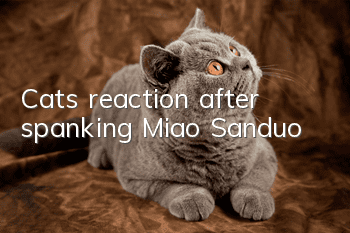Cat’s reaction after spanking Miao Sanduo