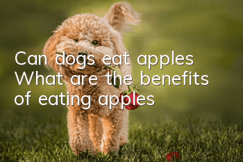 Can dogs eat apples? What are the benefits of eating apples?