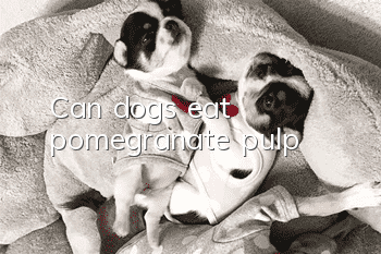 Can dogs eat pomegranate pulp?