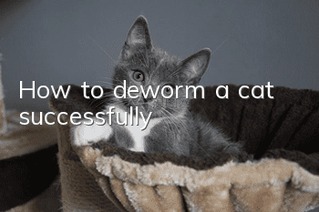 How to deworm a cat successfully