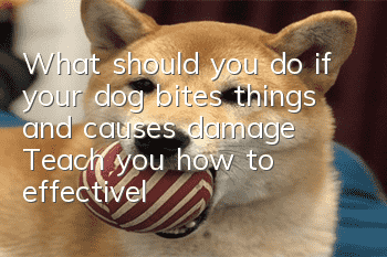 What should you do if your dog bites things and causes damage? Teach you how to effectively stop dogs from chewing things!
