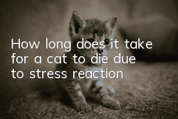 How long does it take for a cat to die due to stress reaction?