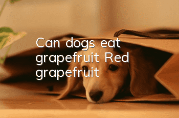 Can dogs eat grapefruit? Red grapefruit