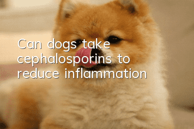 Can dogs take cephalosporins to reduce inflammation?