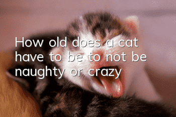 How old does a cat have to be to not be naughty or crazy?
