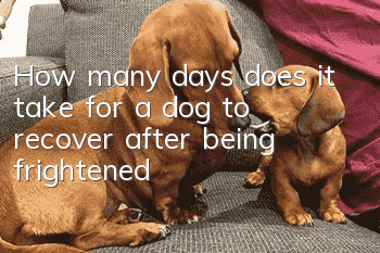 How many days does it take for a dog to recover after being frightened?