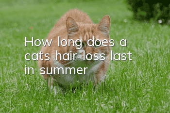 How long does a cat’s hair loss last in summer?