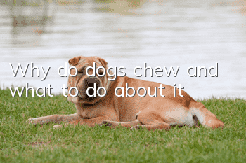 Why do dogs chew and what to do about it