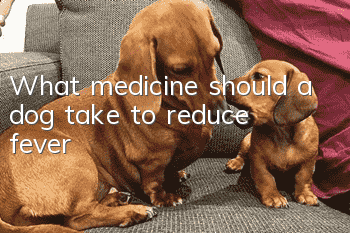 What medicine should a dog take to reduce fever?
