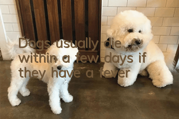 Dogs usually die within a few days if they have a fever