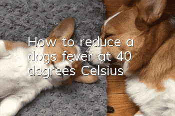 How to reduce a dog’s fever at 40 degrees Celsius