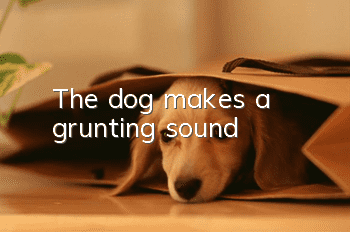 The dog makes a grunting sound