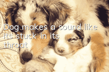 Dog makes a sound like it's stuck in its throat