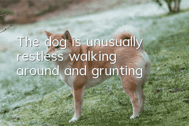The dog is unusually restless, walking around and grunting
