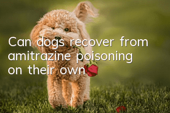 Can dogs recover from amitrazine poisoning on their own?