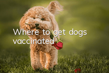 Where to get dogs vaccinated