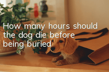 How many hours should the dog die before being buried?