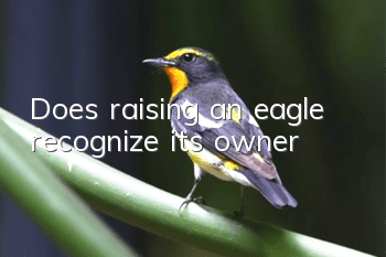 Does raising an eagle recognize its owner?