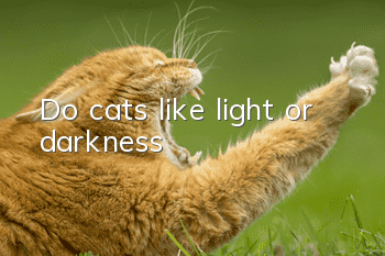 Do cats like light or darkness?